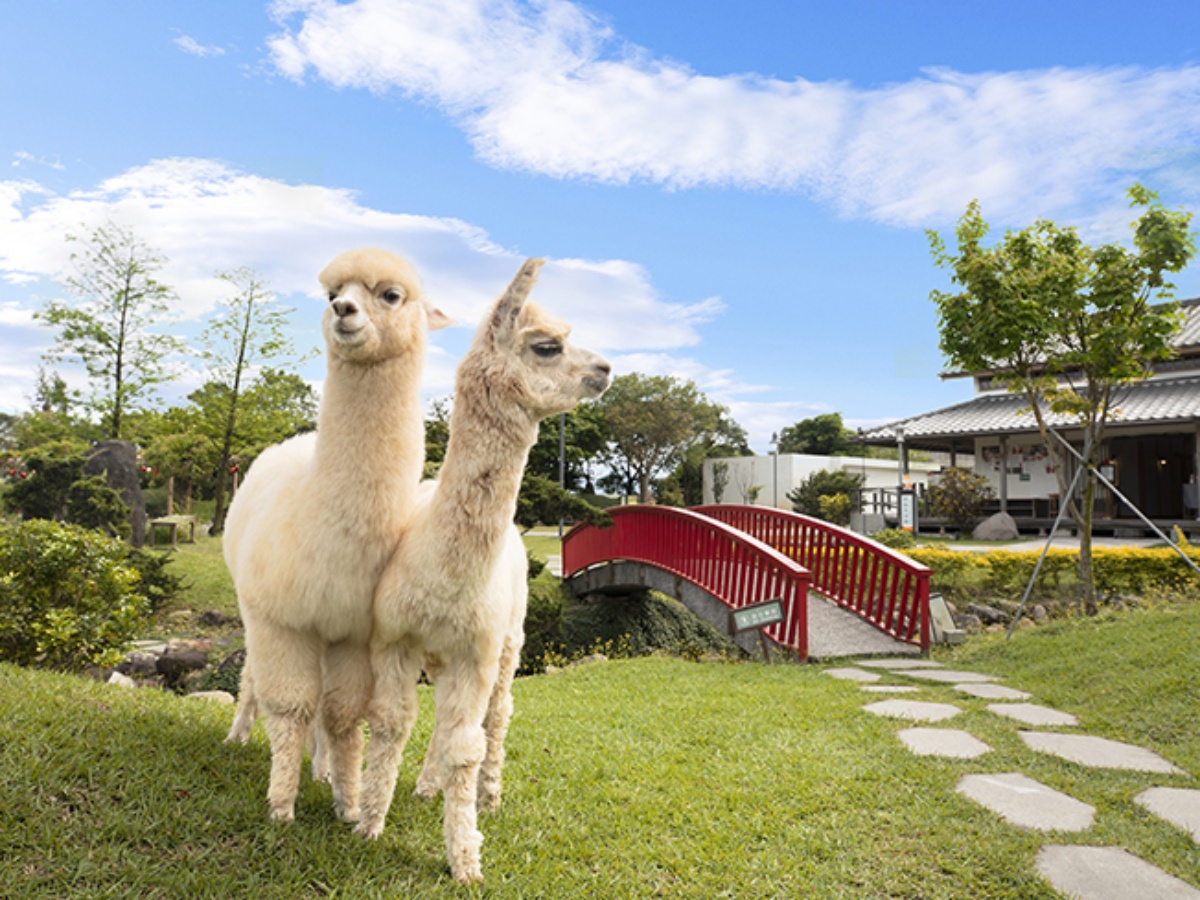 椰林樹叢中冒險、和水豚互動好療癒！北中南特色旅宿這５間，快來免費抽住宿券！