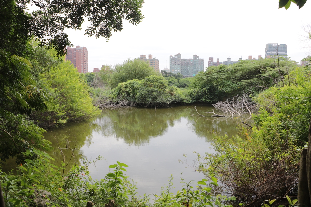 洲仔濕地公園是一處人工復育之荒野型濕地公園。（圖片來源：快樂的過每一天）