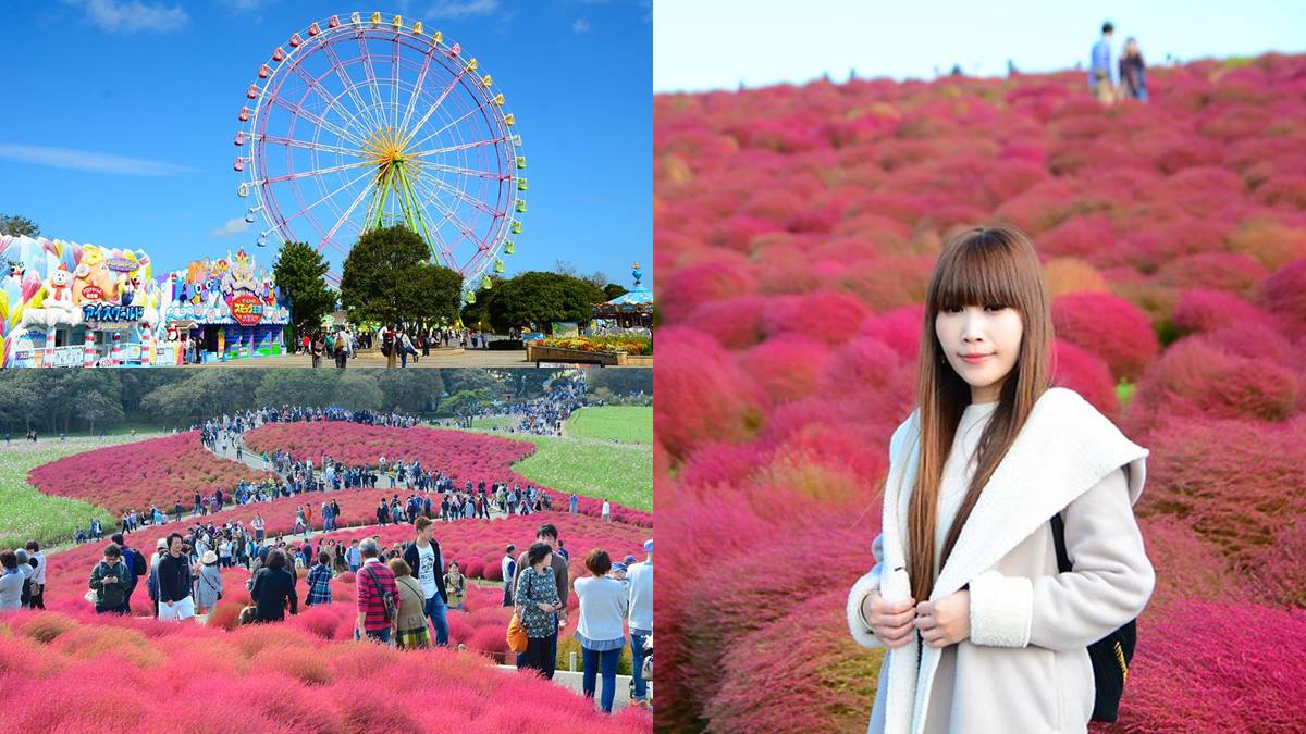 秋季限定「毛絨絨美景」！萬坪祕境公園打卡「千株波波草」，整片紅通通拍到飽