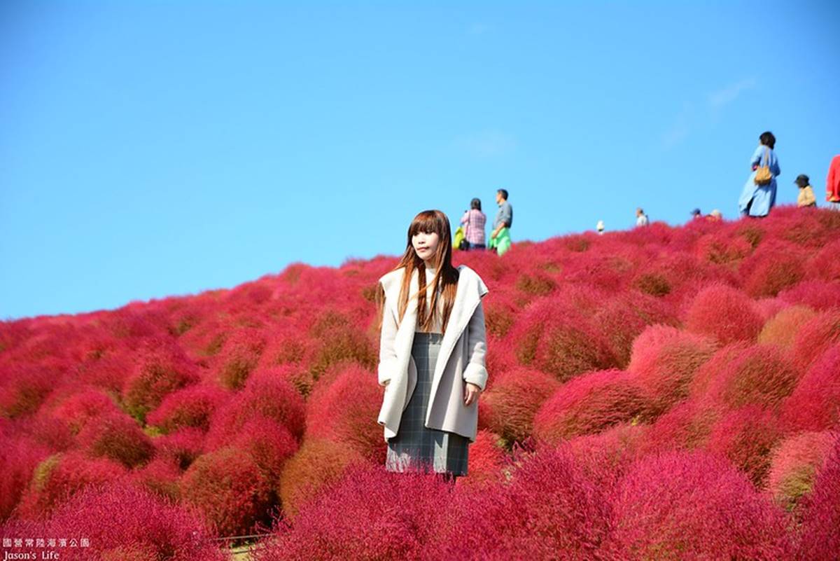 秋季限定「毛絨絨美景」！萬坪祕境公園打卡「千株波波草」，整片紅通通拍到飽