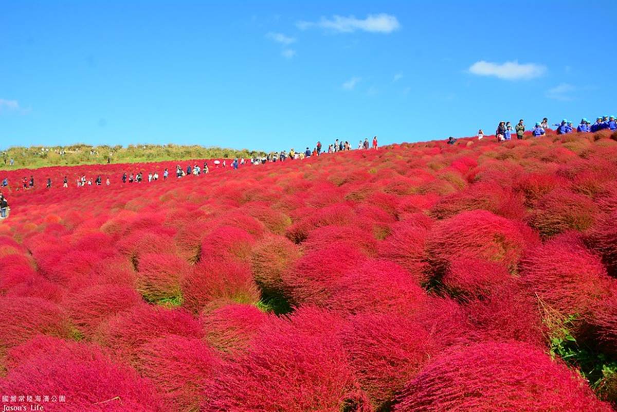 秋季限定「毛絨絨美景」！萬坪祕境公園打卡「千株波波草」，整片紅通通拍到飽