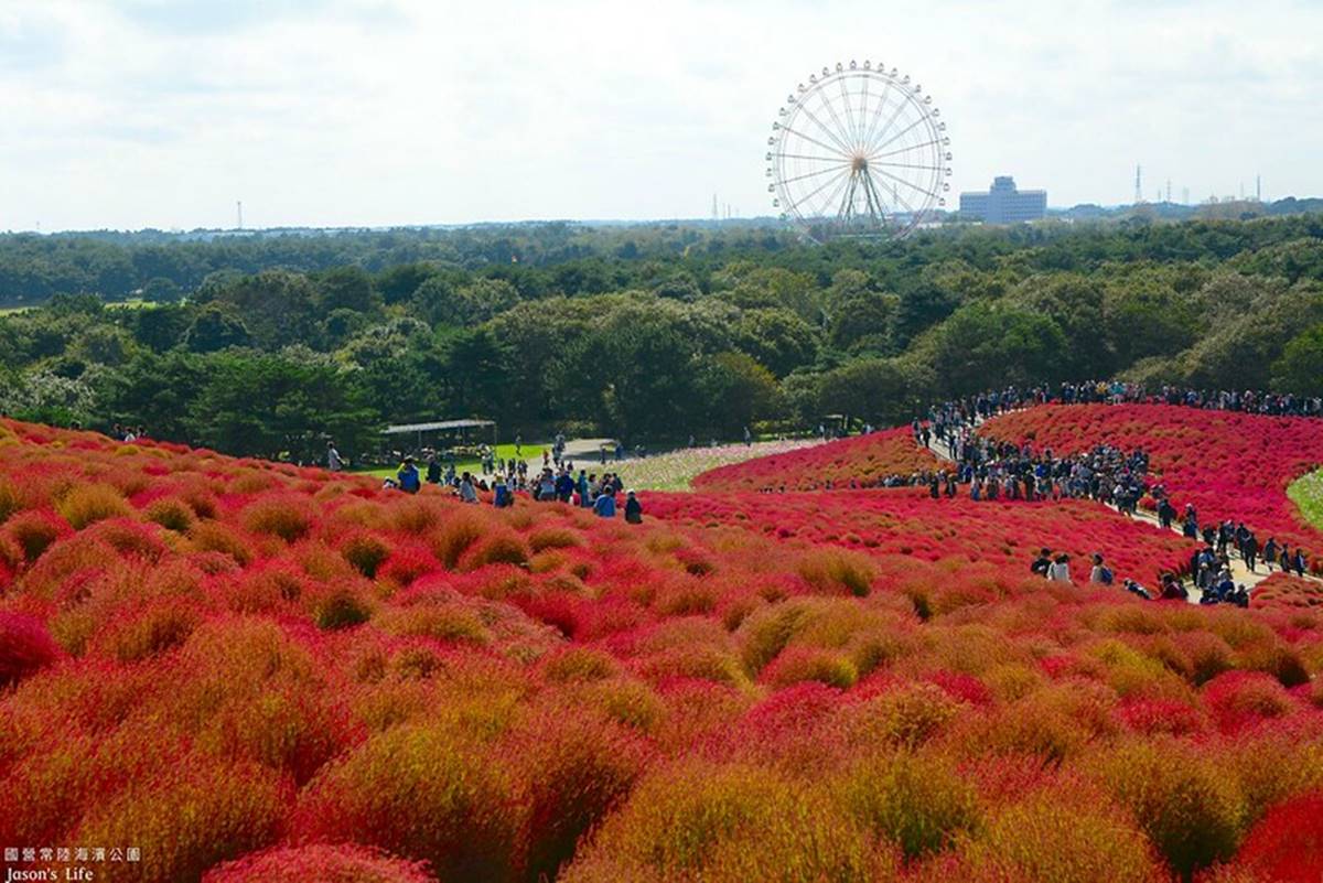 秋季限定「毛絨絨美景」！萬坪祕境公園打卡「千株波波草」，整片紅通通拍到飽