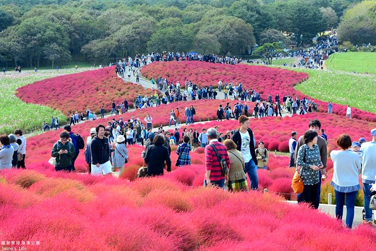 秋季限定「毛絨絨美景」！萬坪祕境公園打卡「千株波波草」，整片紅通通拍到飽