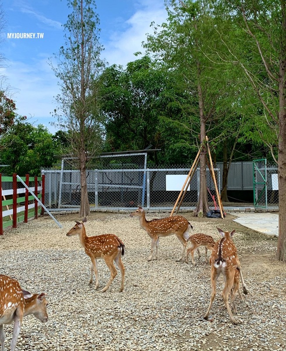 兒童只要150元！嘉義全新「萌寵親子農場」開放，免費餵動物、玩遊樂設施