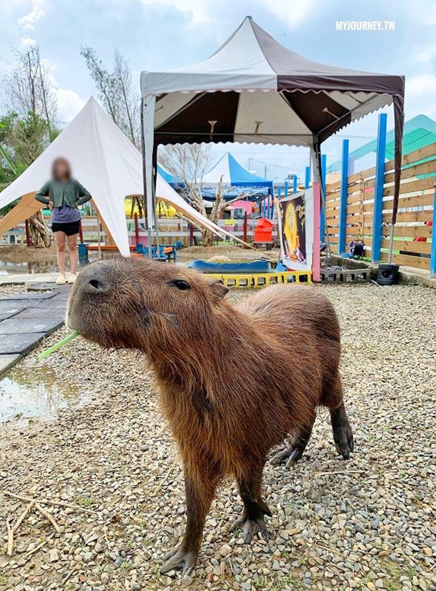 兒童只要150元！嘉義全新「萌寵親子農場」開放，免費餵動物、玩遊樂設施