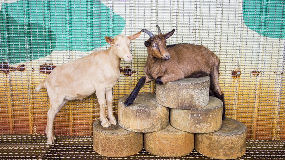 水鹿咖啡親子館能體驗親近小動物的樂趣。（圖片來源：史努比遊樂園）