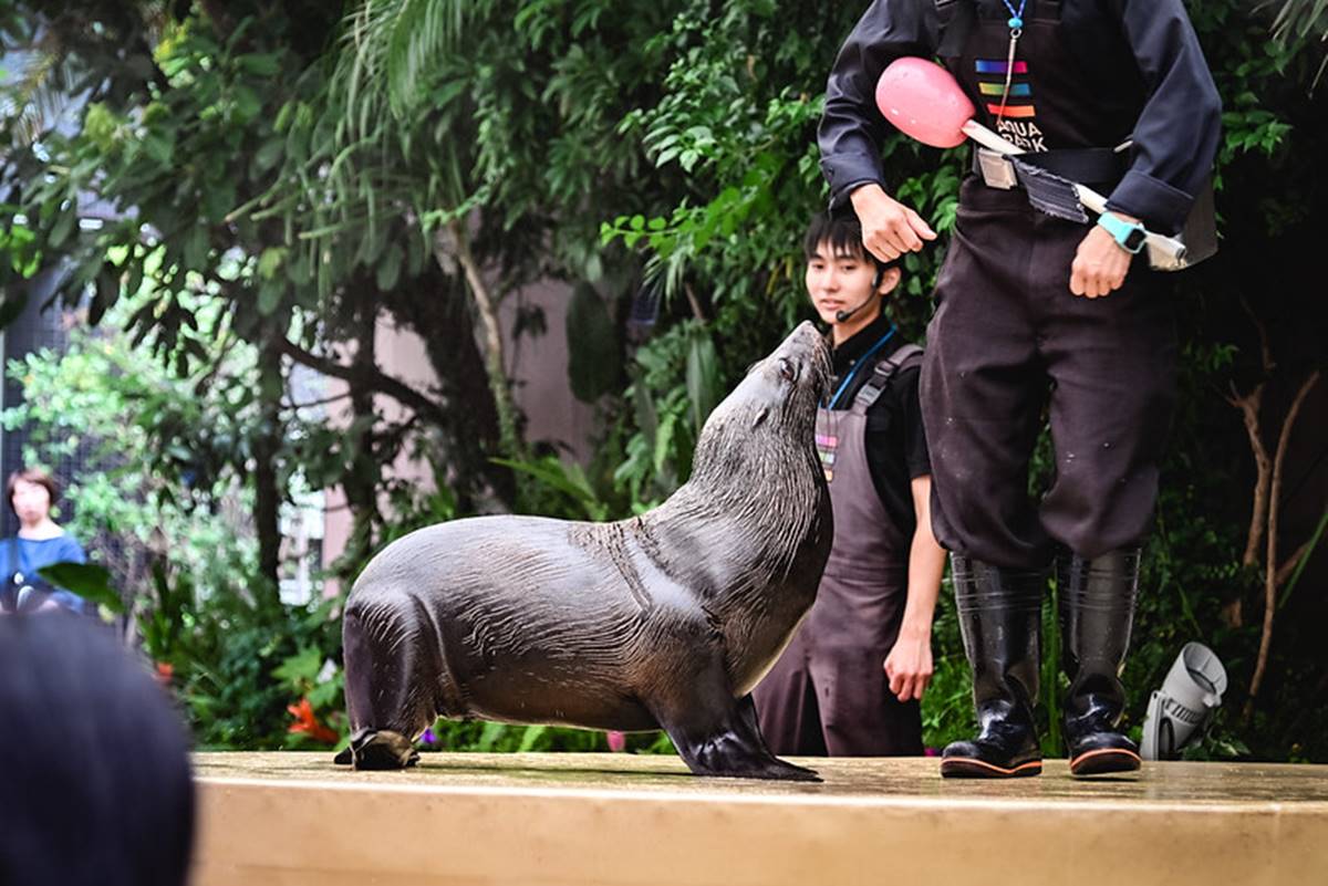 親子旅遊必去！最炫科技「夢幻水族館」，超美「海豚聲光音樂秀」必看