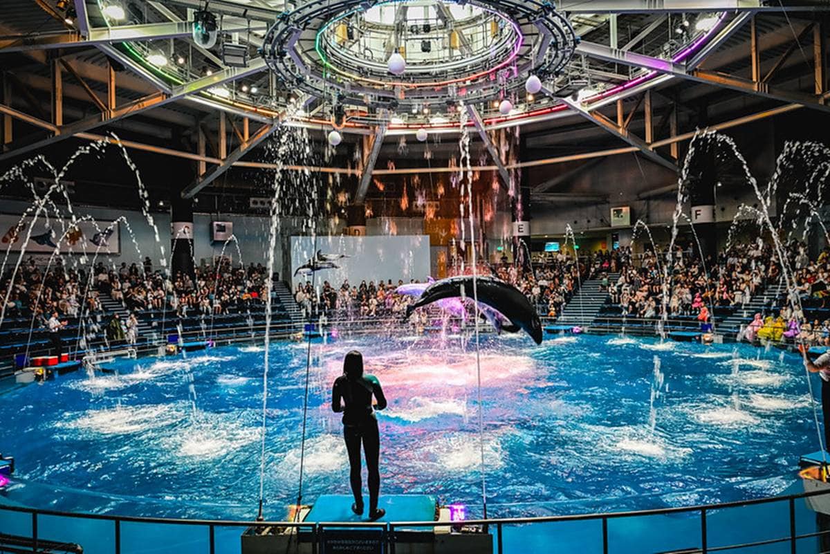 親子旅遊必去！最炫科技「夢幻水族館」，超美「海豚聲光音樂秀」必看