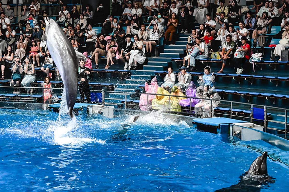 親子旅遊必去！最炫科技「夢幻水族館」，超美「海豚聲光音樂秀」必看