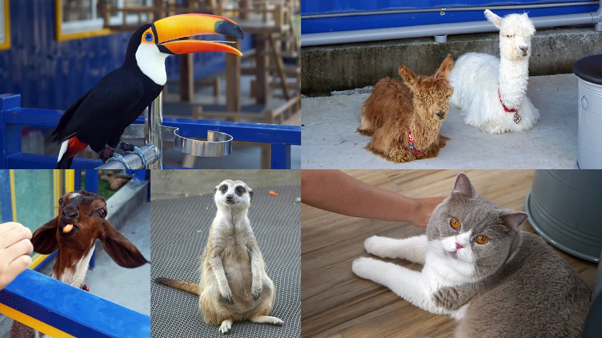 高雄「萌寵迷你動物園」！近距離互動狐獴、草泥馬，還有狗狗、貓貓也集合