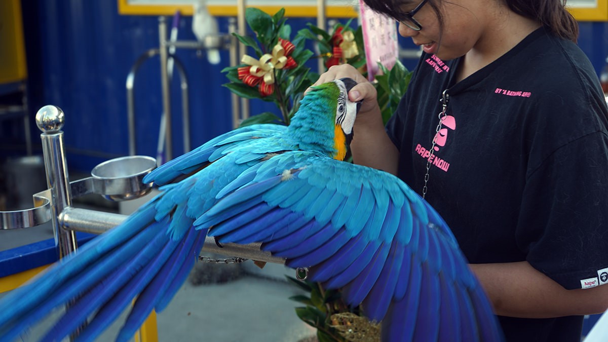 高雄「萌寵迷你動物園」！近距離互動狐獴、草泥馬，還有狗狗、貓貓也集合