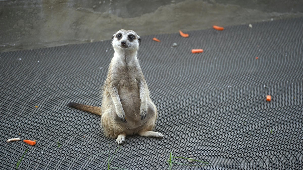 高雄「萌寵迷你動物園」！近距離互動狐獴、草泥馬，還有狗狗、貓貓也集合