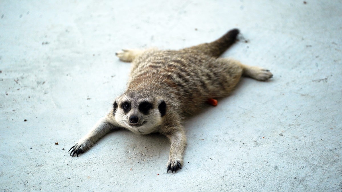 高雄「萌寵迷你動物園」！近距離互動狐獴、草泥馬，還有狗狗、貓貓也集合