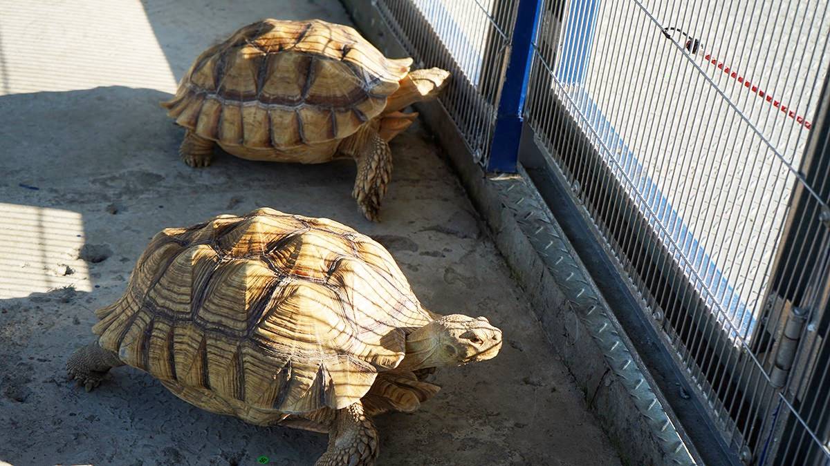 高雄「萌寵迷你動物園」！近距離互動狐獴、草泥馬，還有狗狗、貓貓也集合