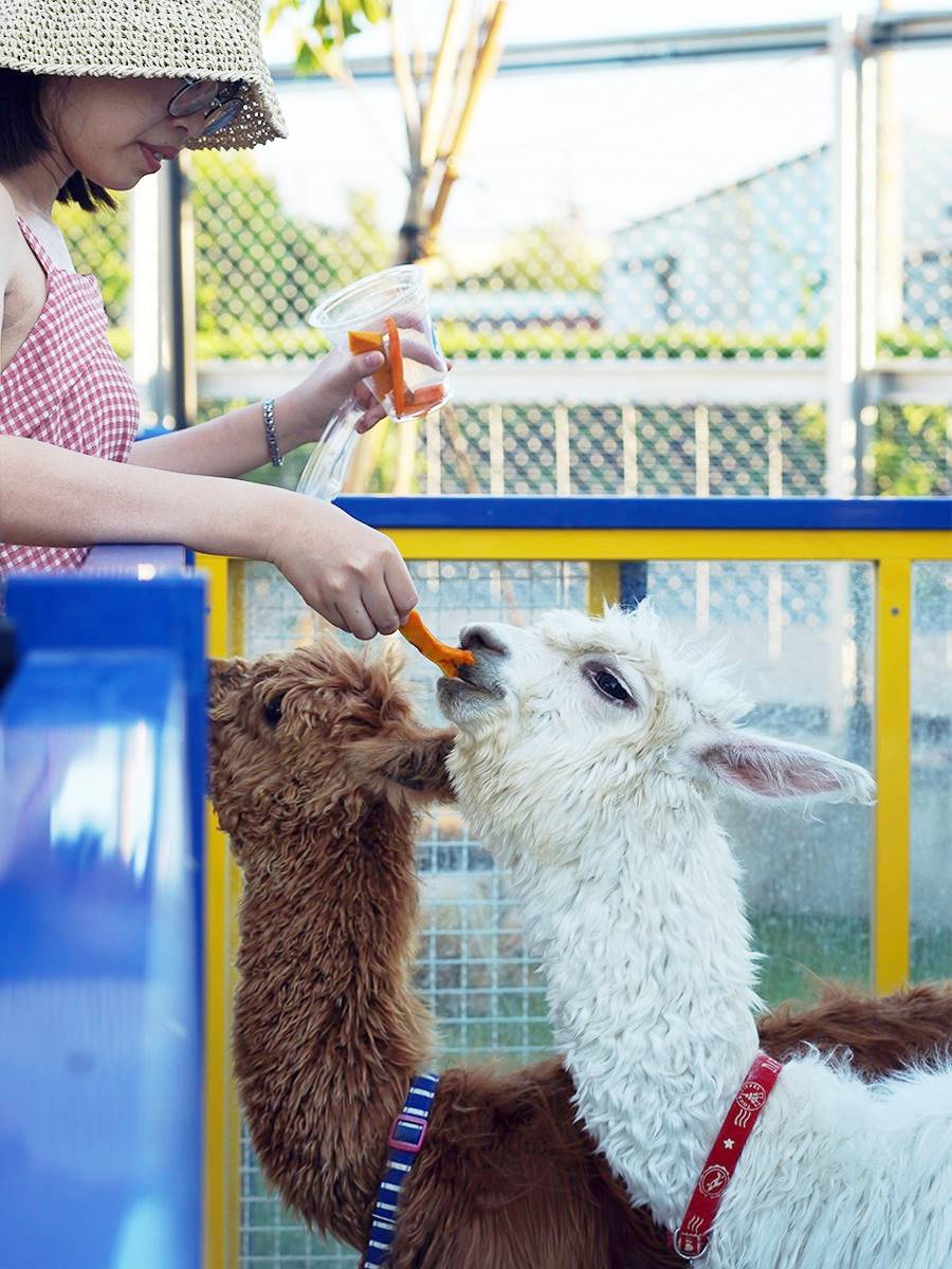 高雄「萌寵迷你動物園」！近距離互動狐獴、草泥馬，還有狗狗、貓貓也集合