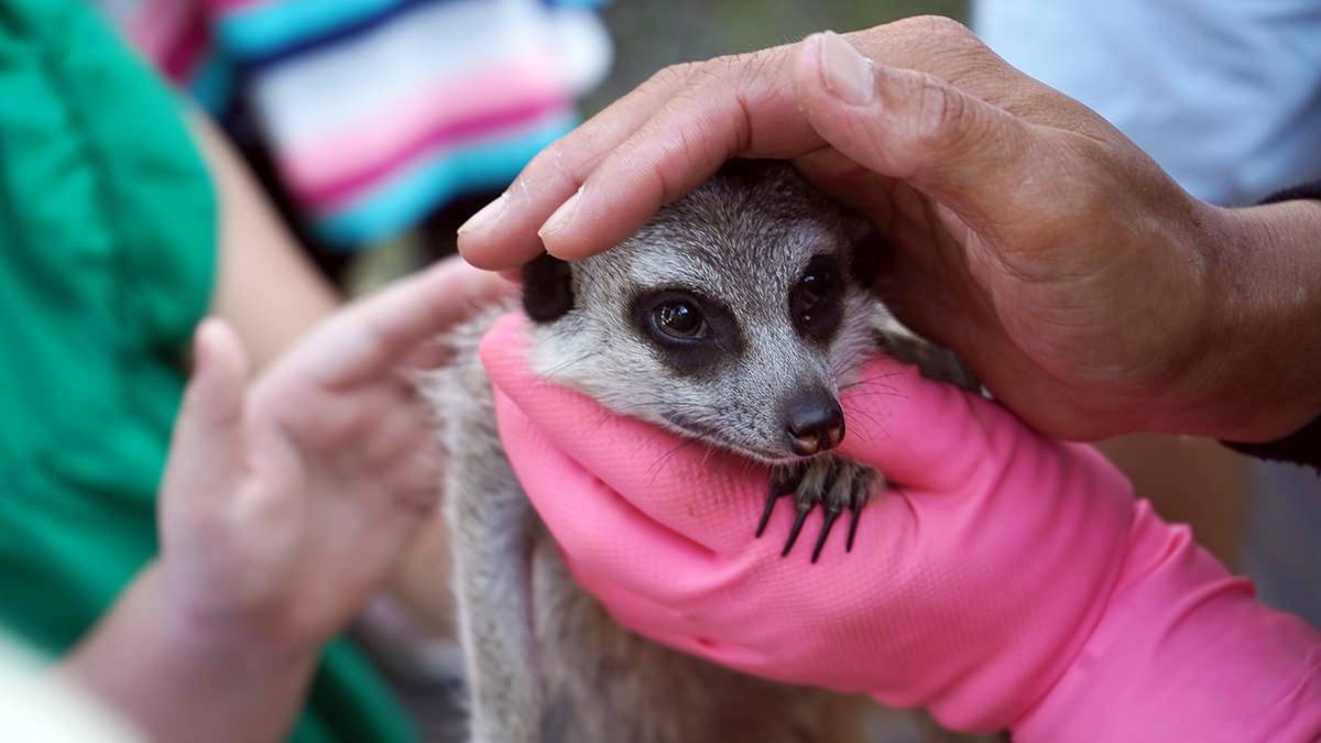 高雄「萌寵迷你動物園」！近距離互動狐獴、草泥馬，還有狗狗、貓貓也集合