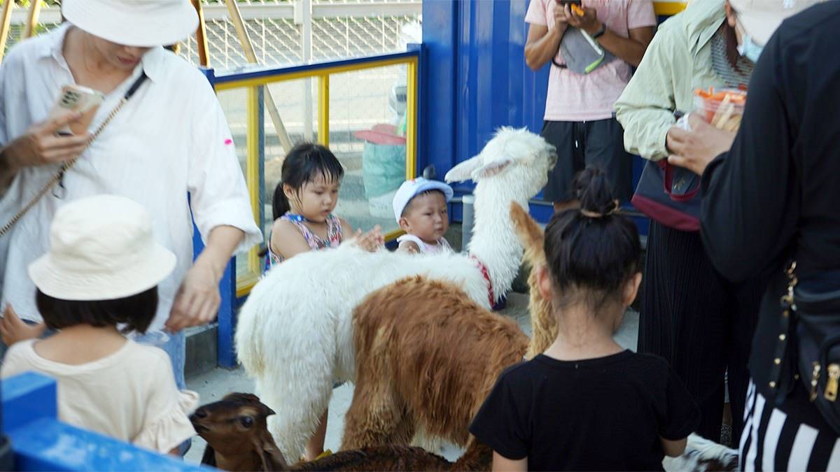 高雄「萌寵迷你動物園」！近距離互動狐獴、草泥馬，還有狗狗、貓貓也集合