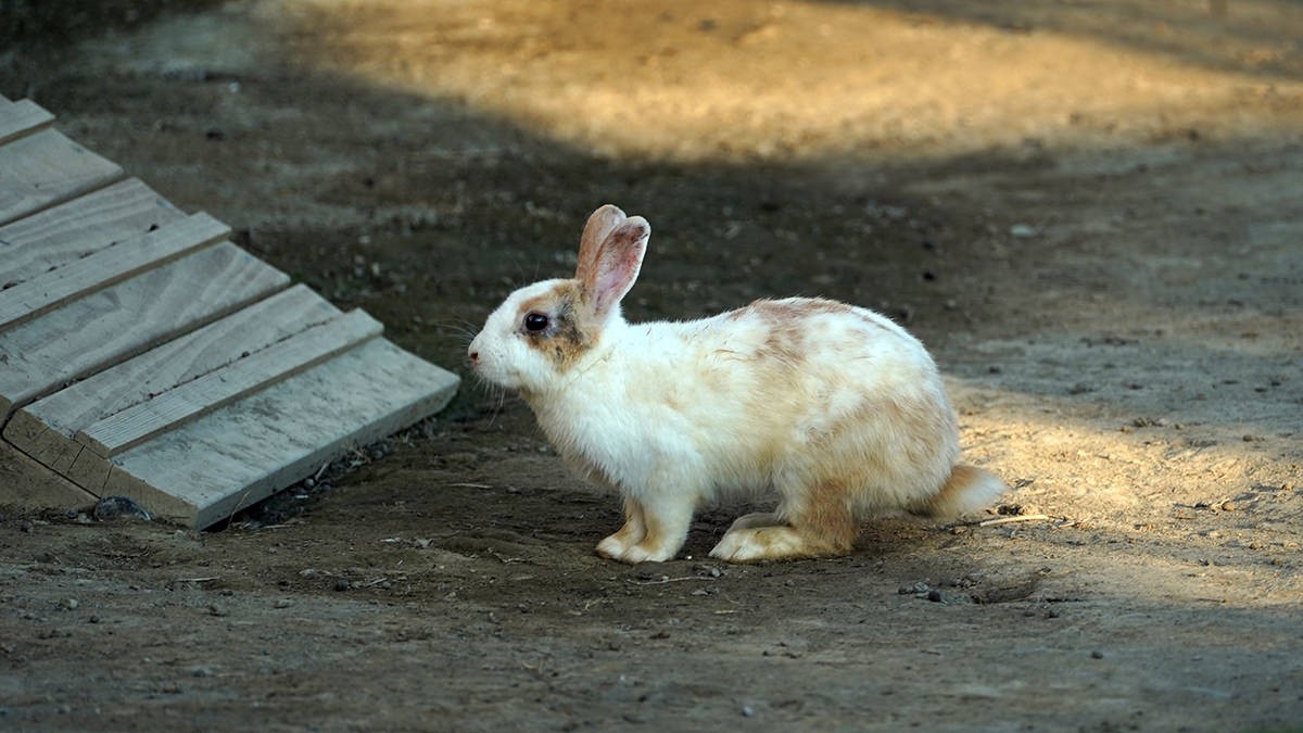 高雄「萌寵迷你動物園」！近距離互動狐獴、草泥馬，還有狗狗、貓貓也集合