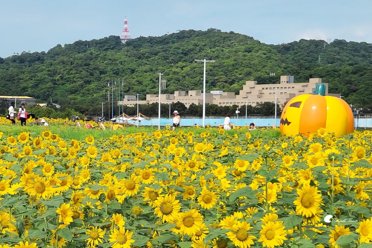 2025台北花季地圖！８條捷運賞花路線一次看，台北一日遊這樣玩