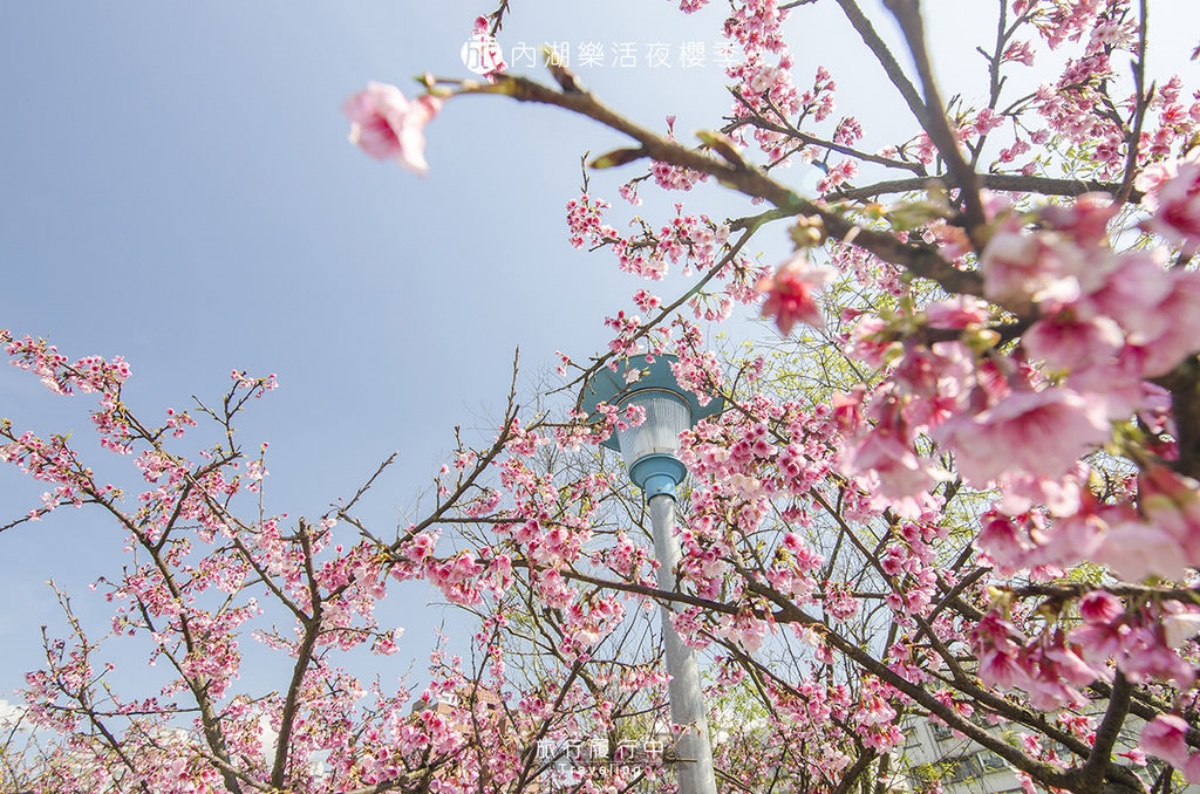 2025台北花季地圖！８條捷運賞花路線一次看，台北一日遊這樣玩