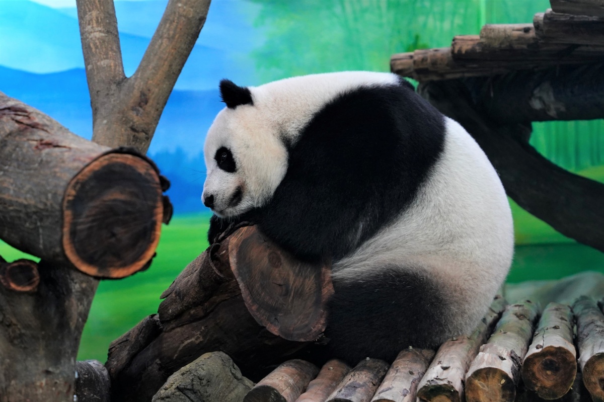 入住爽吃窯烤披薩、送動物園門票！台北３飯店新年優惠活動一次看