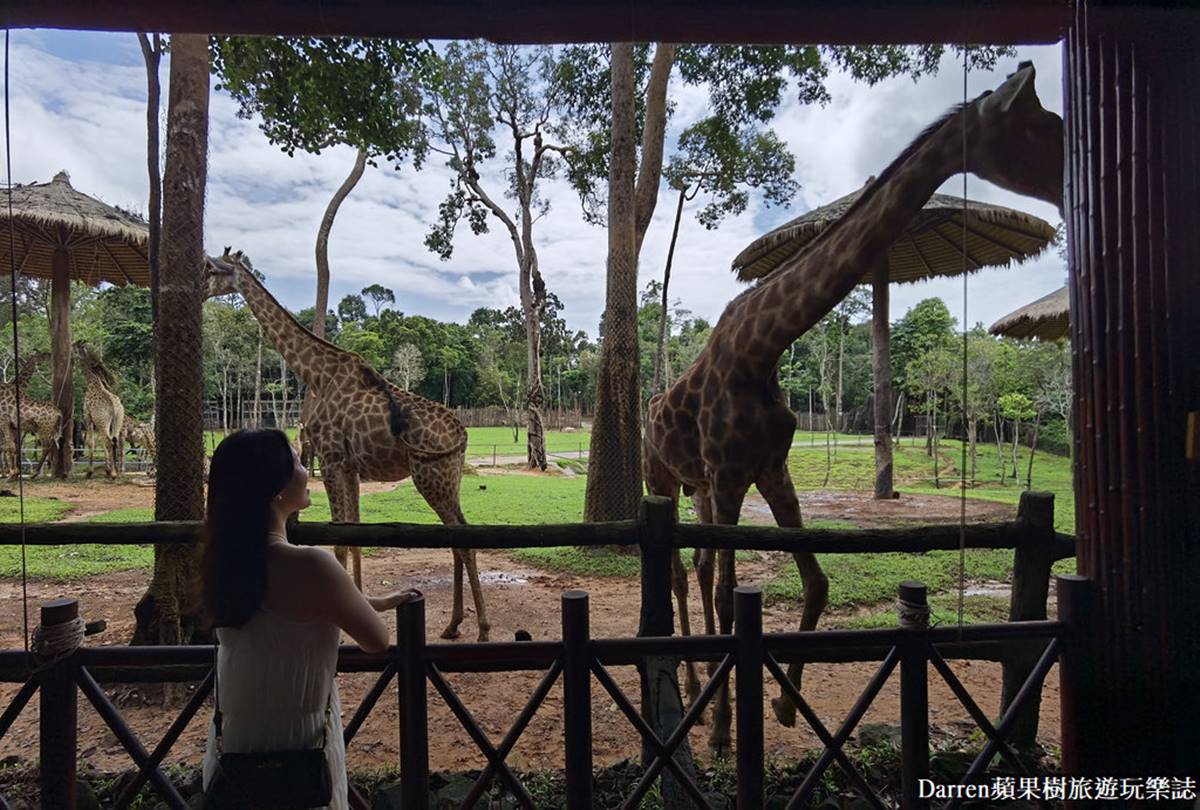 近距離餵長頸鹿、狐猴！親子必逛最強「開放式野生動物園」，還有動物表演秀