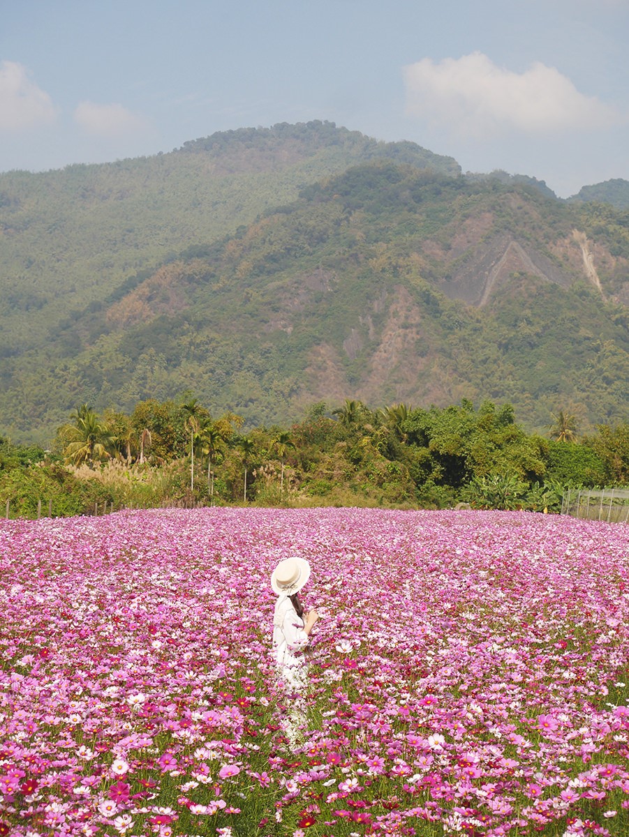 高雄走春賞花去！「2025美濃花海節」浪漫開跑，最佳賞花期、４大花海搶先看