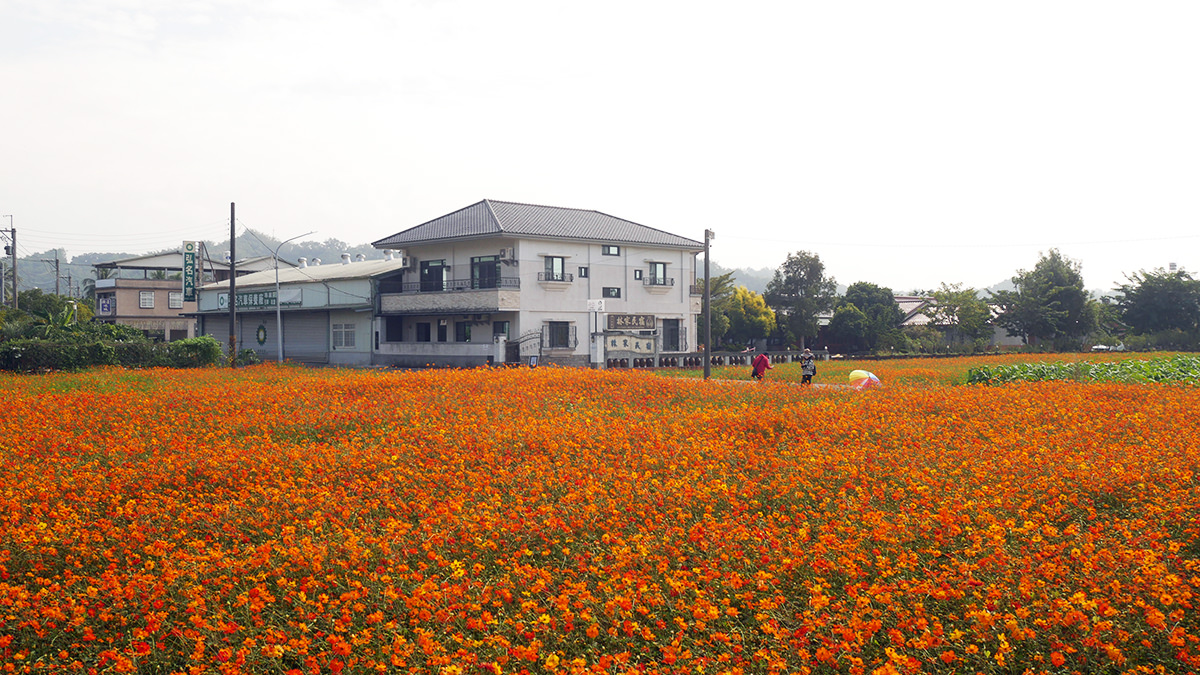 高雄走春賞花去！「2025美濃花海節」浪漫開跑，最佳賞花期、４大花海搶先看