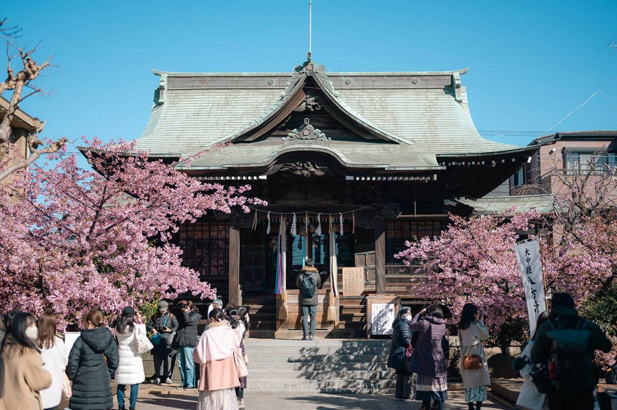 東京賞櫻祕境！「絕美神社」粉色緞帶與櫻花齊飛，蕾絲御守、櫻花朱印必收藏