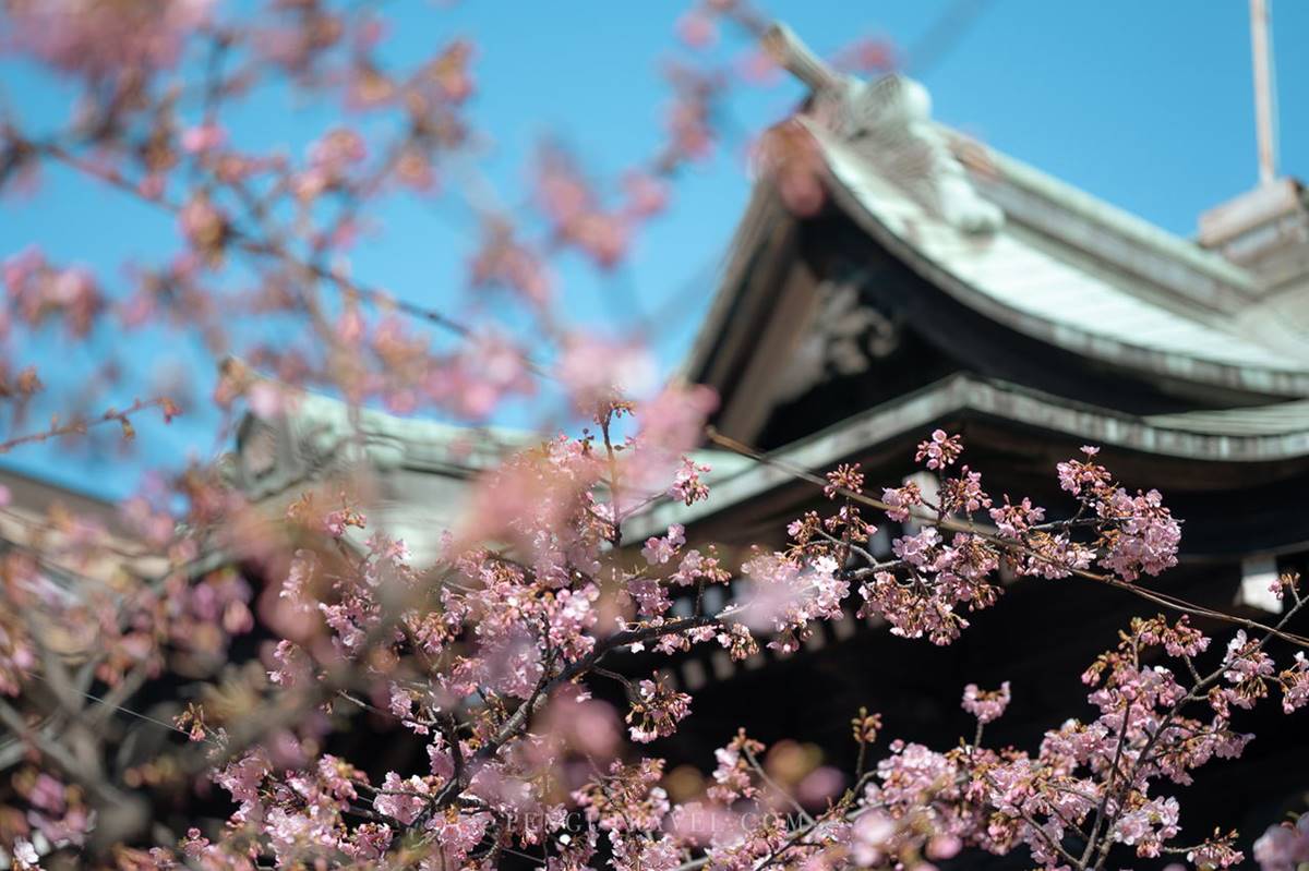 東京賞櫻祕境！「絕美神社」粉色緞帶與櫻花齊飛，蕾絲御守、櫻花朱印必收藏