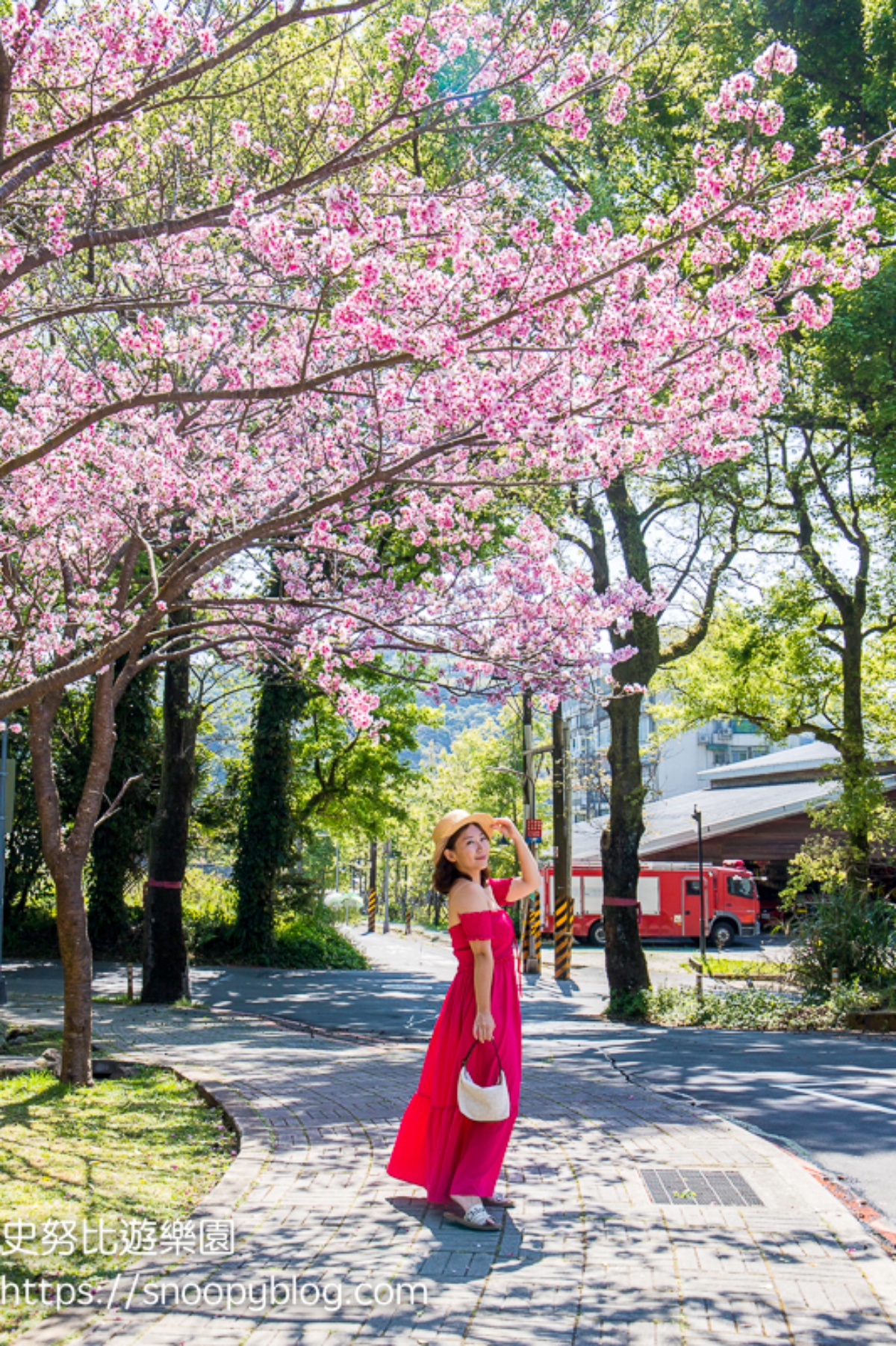 一年四季都有花！「2025陽明山花季」開花情報、賞花地圖，陽明山一日遊推薦