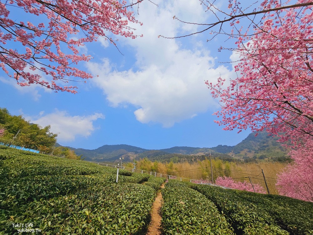 最新「阿里山櫻花花況」2025賞櫻景點攻略，阿里山賞櫻必看！