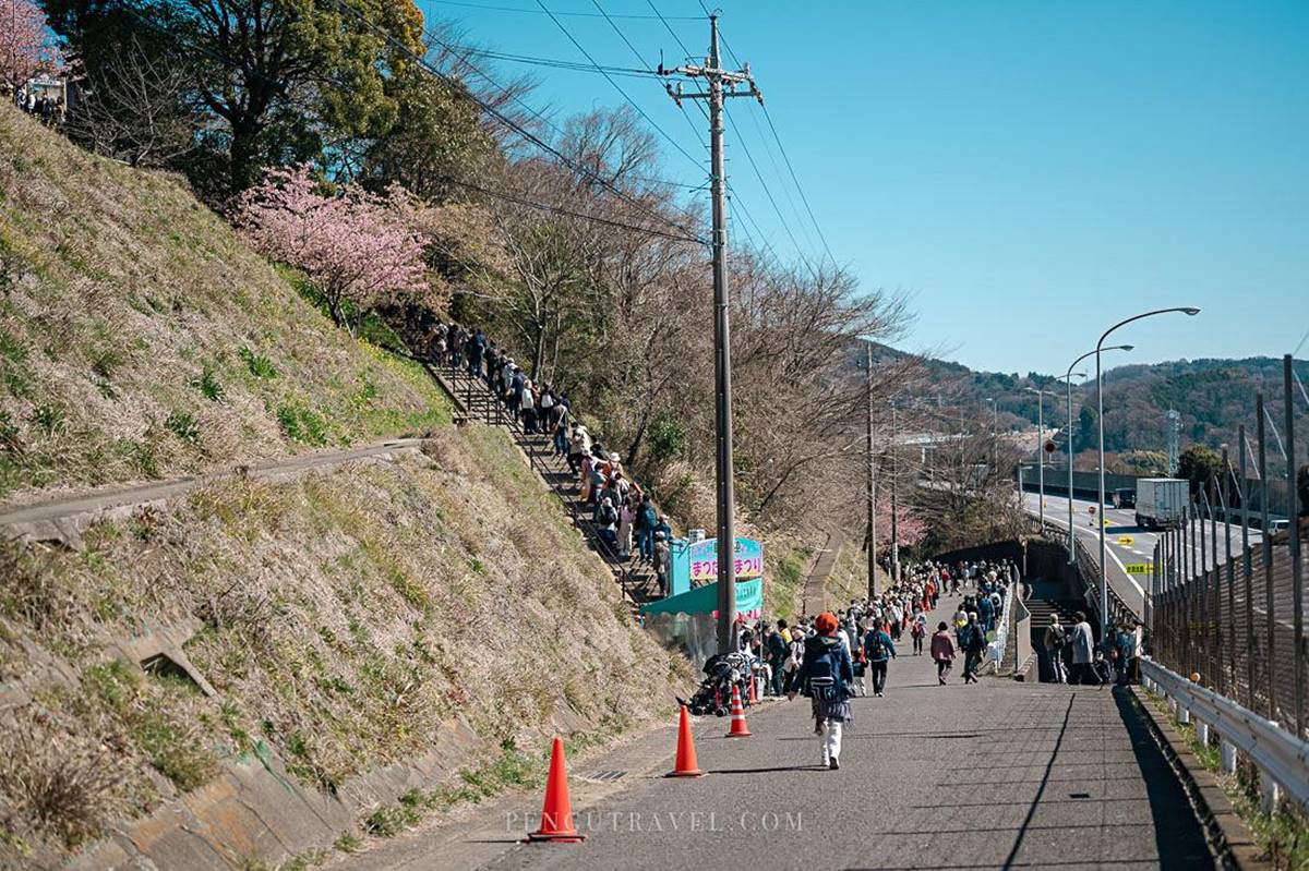 夢幻爆棚！東京近郊玩「櫻花溜滑梯」，再拍「春櫻同框富士山」明信片美景