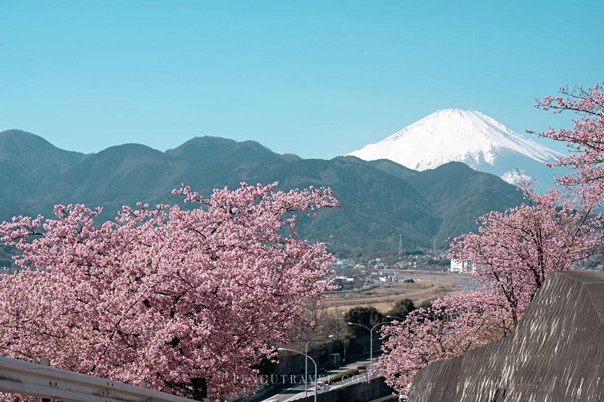 夢幻爆棚！東京近郊玩「櫻花溜滑梯」，再拍「春櫻同框富士山」明信片美景