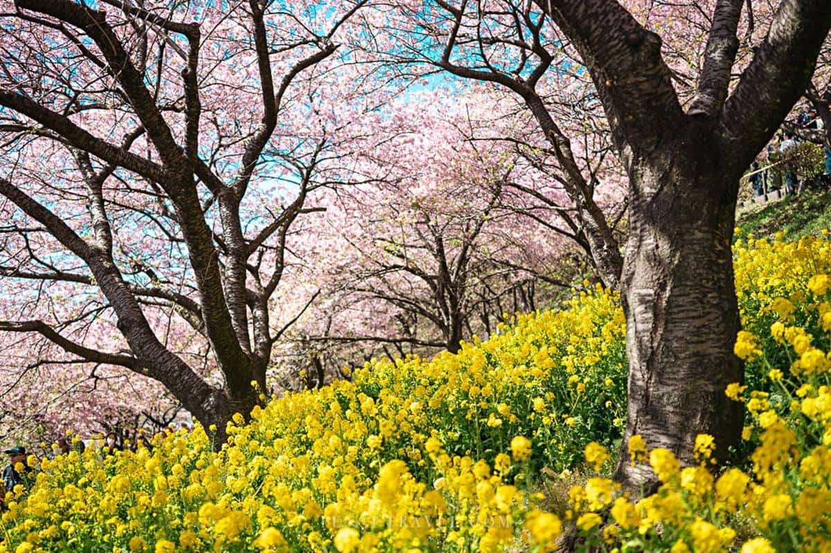 夢幻爆棚！東京近郊玩「櫻花溜滑梯」，再拍「春櫻同框富士山」明信片美景