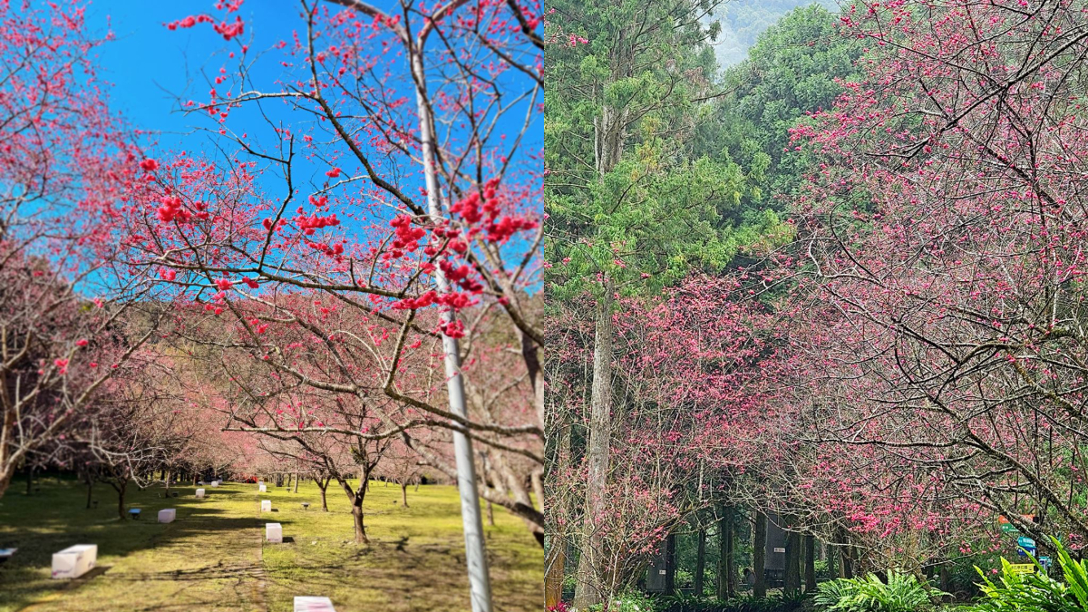 「九族櫻花季」全台最美櫻花季：2025開花時間、９大限定活動