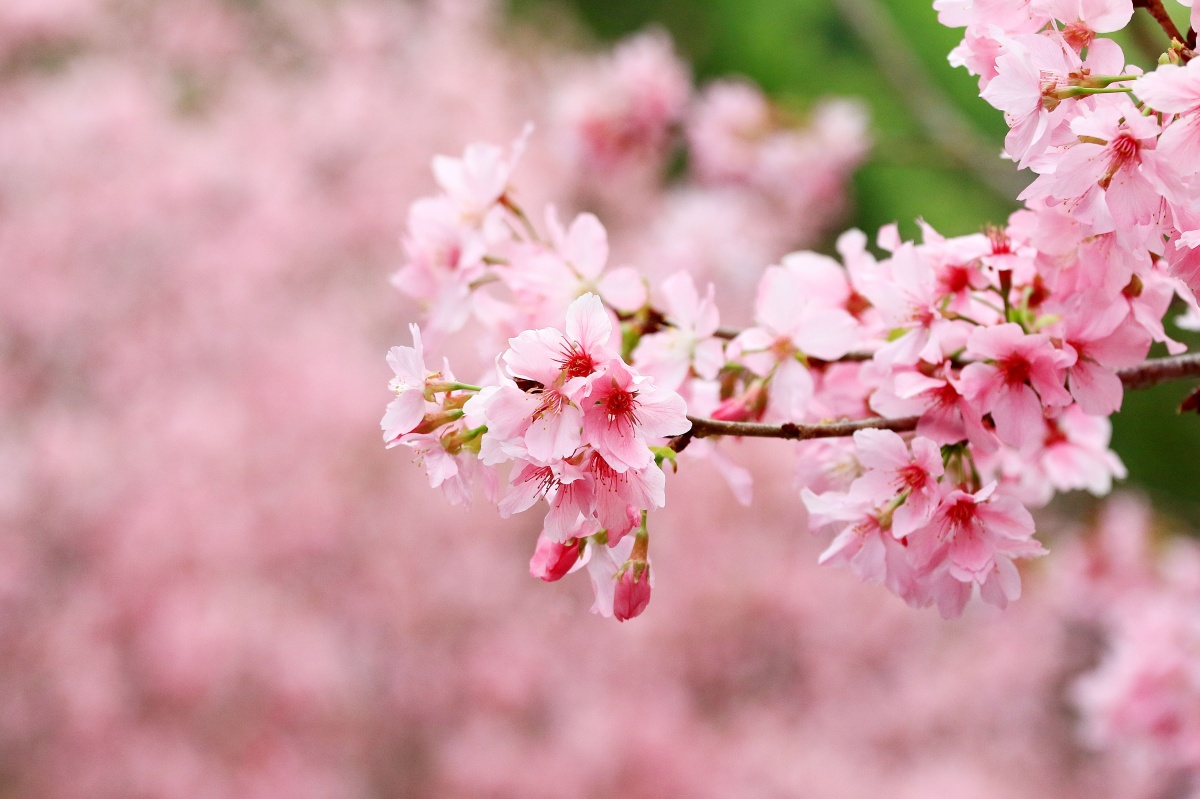 櫻花、湖景一次滿足！入住飯店送九族門票、步道導覽，日月潭賞櫻正是時候