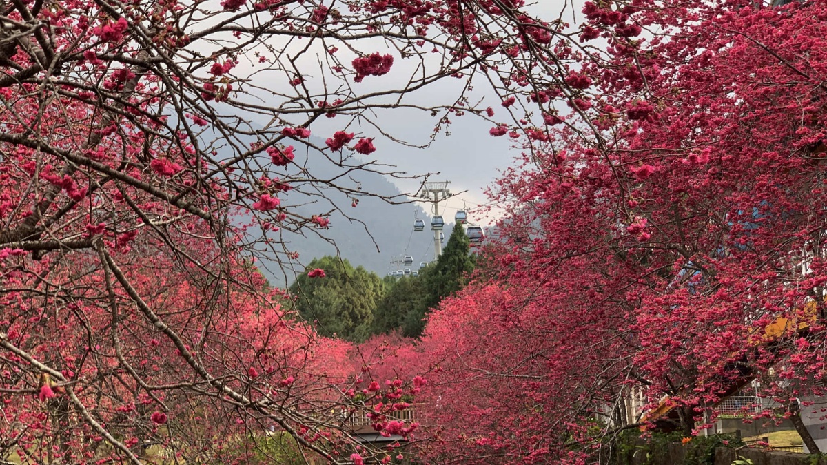 櫻花、湖景一次滿足！入住飯店送九族門票、步道導覽，日月潭賞櫻正是時候