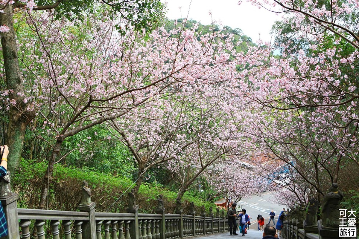 開在廟裡的隱藏版咖啡廳！隨喜價喝咖啡、賞內湖最強美景，再收絕美櫻花隧道