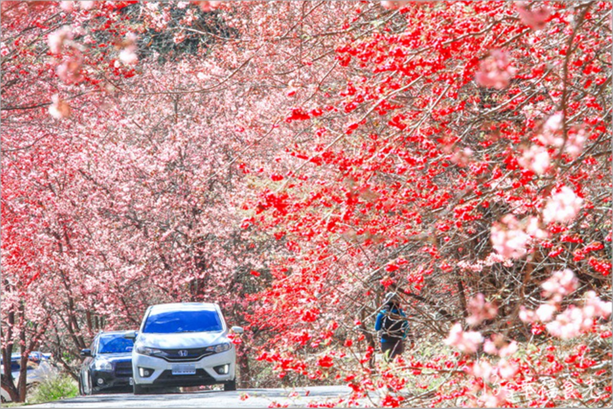 武陵農場櫻花季：2025開花時間、門票交通資訊｜武陵賞花攻略