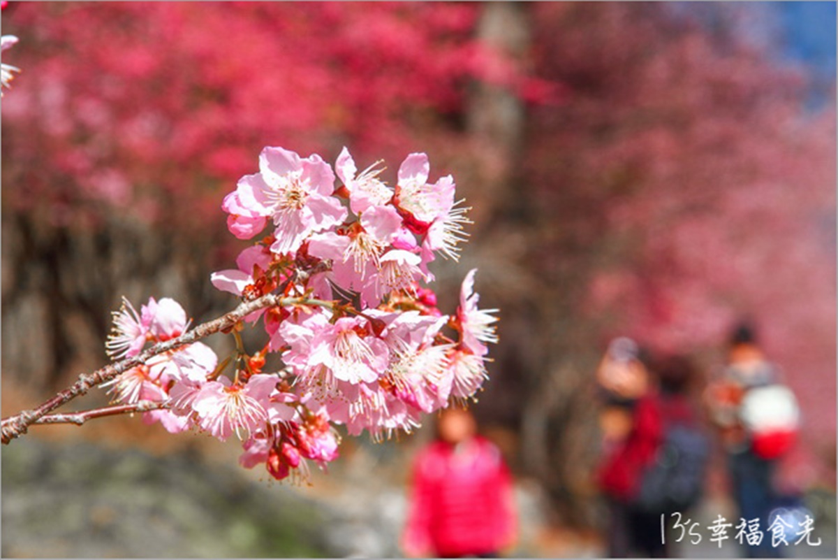 武陵農場櫻花季：2025開花時間、門票交通資訊｜武陵賞花攻略