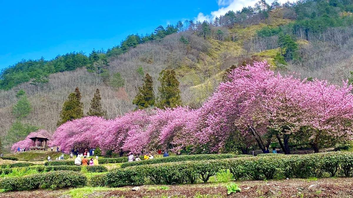 武陵農場櫻花季：2025開花時間、門票交通資訊｜武陵賞花攻略