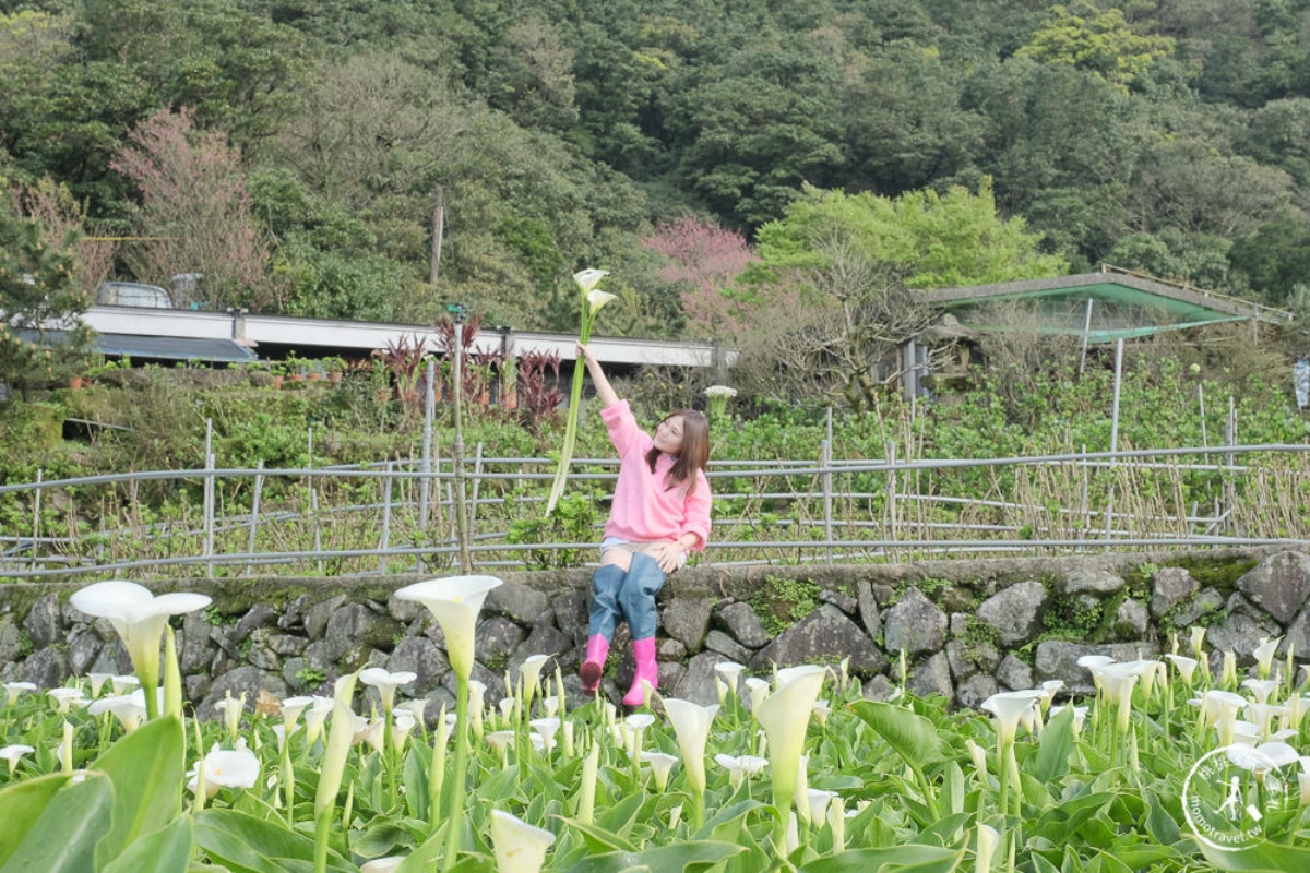 2025陽明山海芋賞花攻略！竹子湖一日遊，海芋季活動＋周邊景點推薦