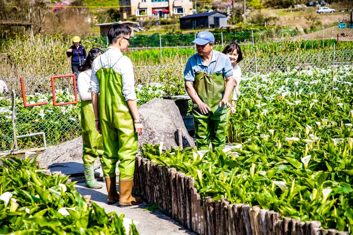 2025陽明山海芋賞花攻略！竹子湖一日遊，海芋季活動＋周邊景點推薦