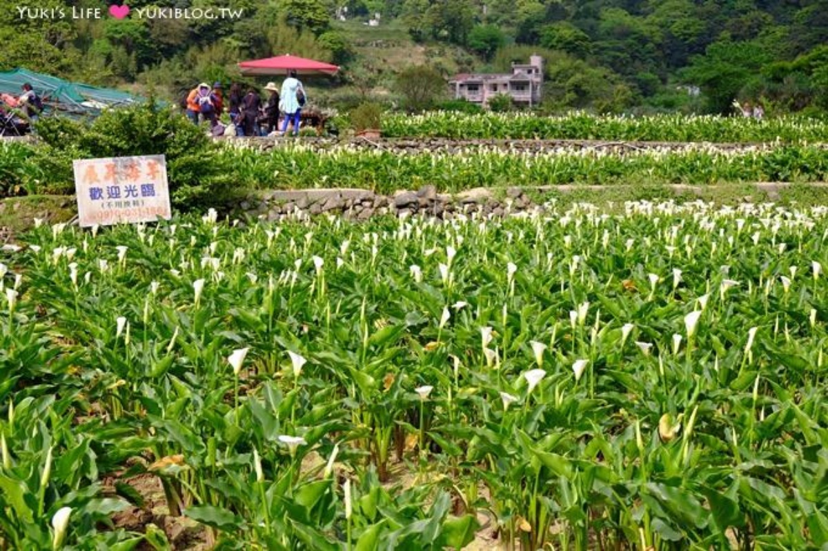 愛情之輪、漂浮星空超美！2025竹子湖海芋季登場：一日遊、限定活動＋景點推薦