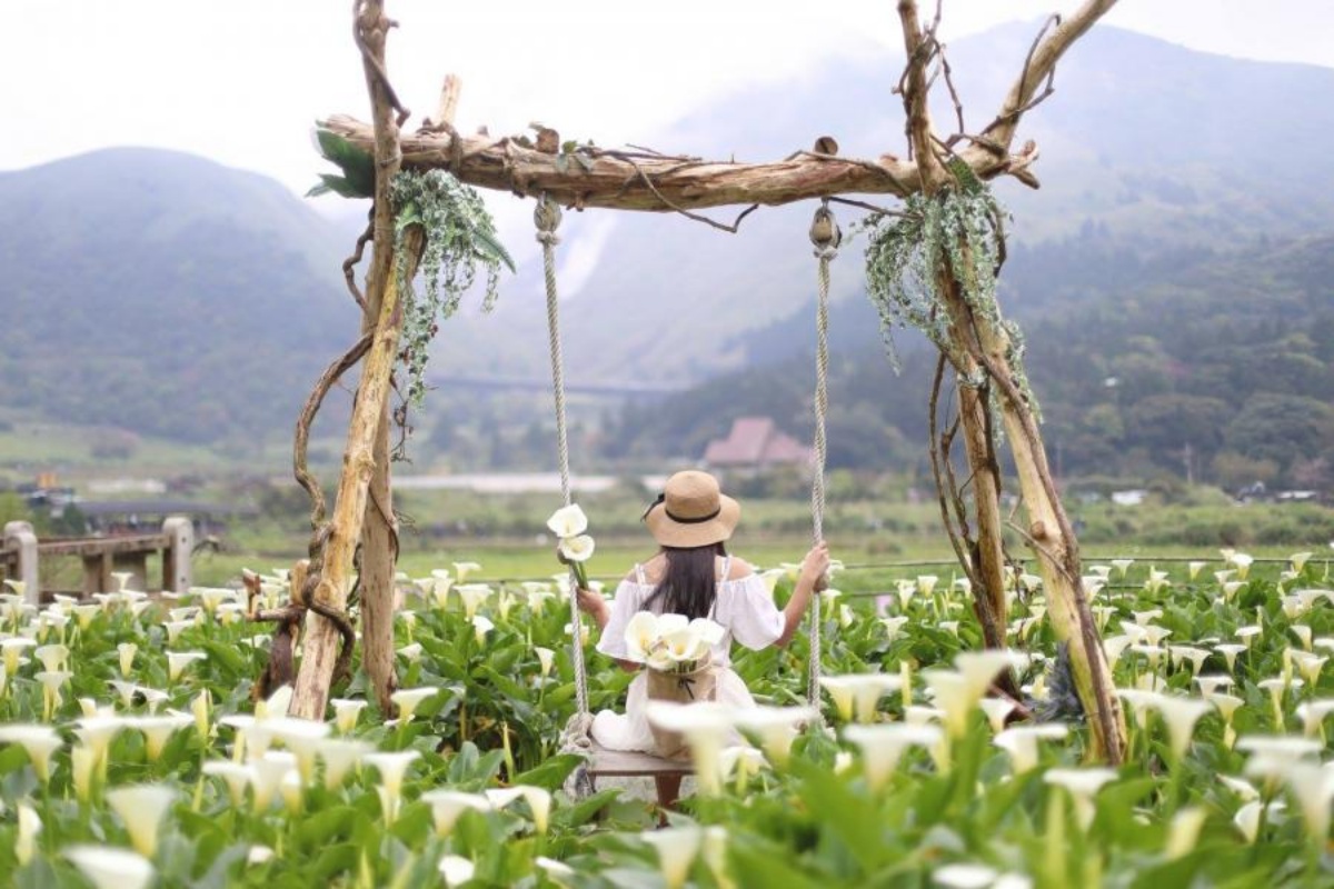 2025陽明山海芋賞花攻略！竹子湖一日遊，海芋季活動＋周邊景點推薦