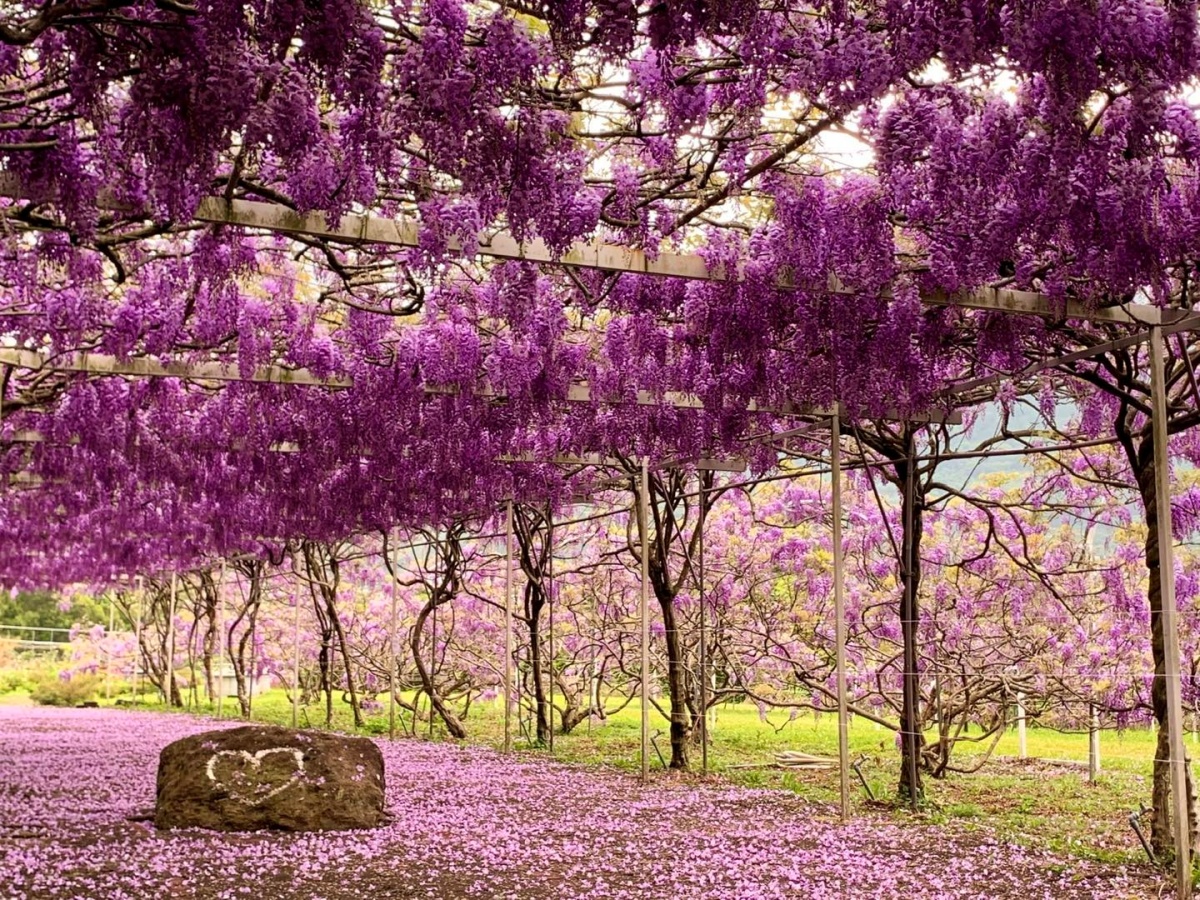 全台最大「紫藤花祕境」在新北！３月這天開放入園，跨界聯名動漫《鬼滅之刃》