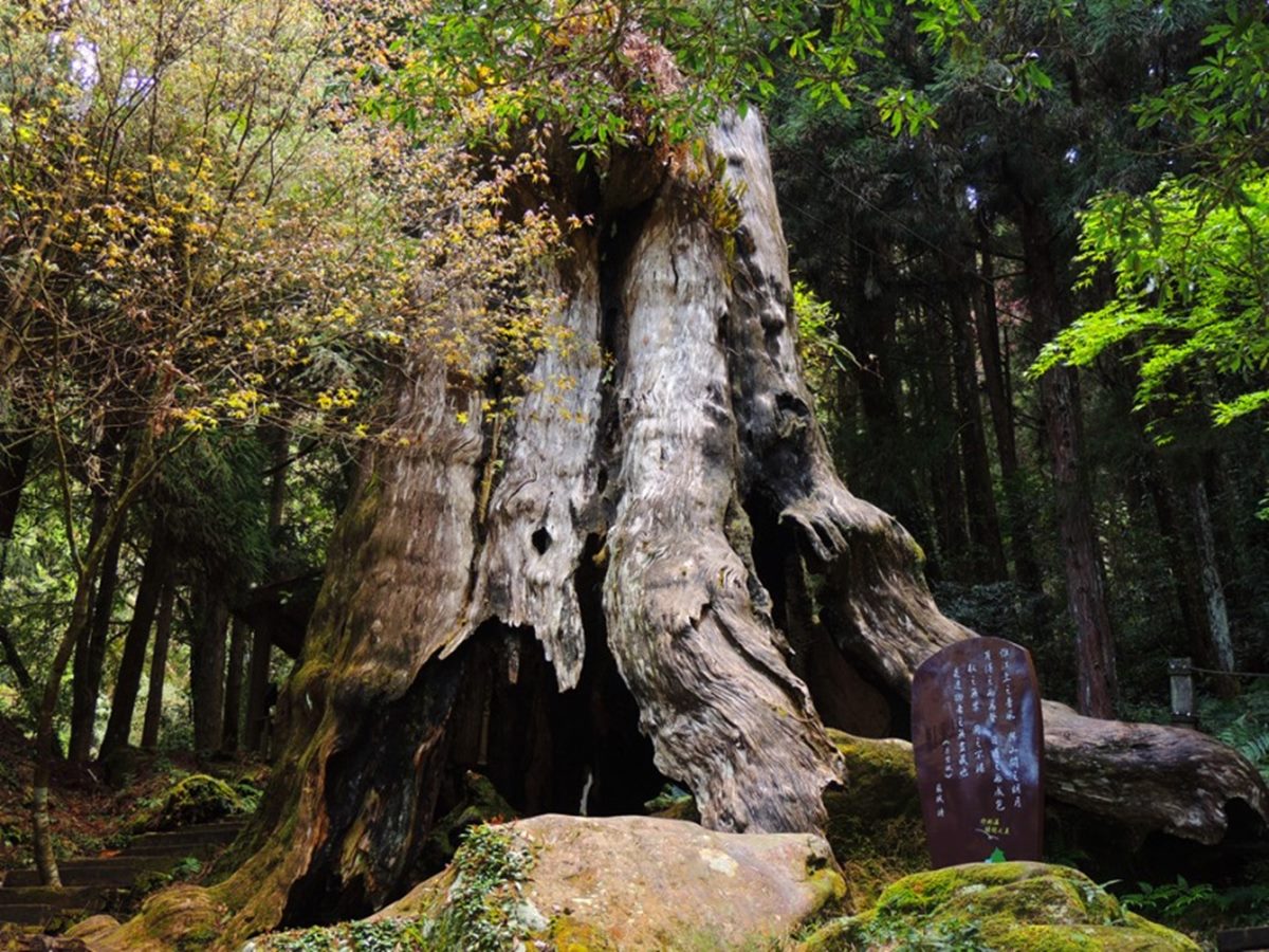 「杉林溪森林生態渡假園區」遊玩攻略：門票、花季情報、周邊景點