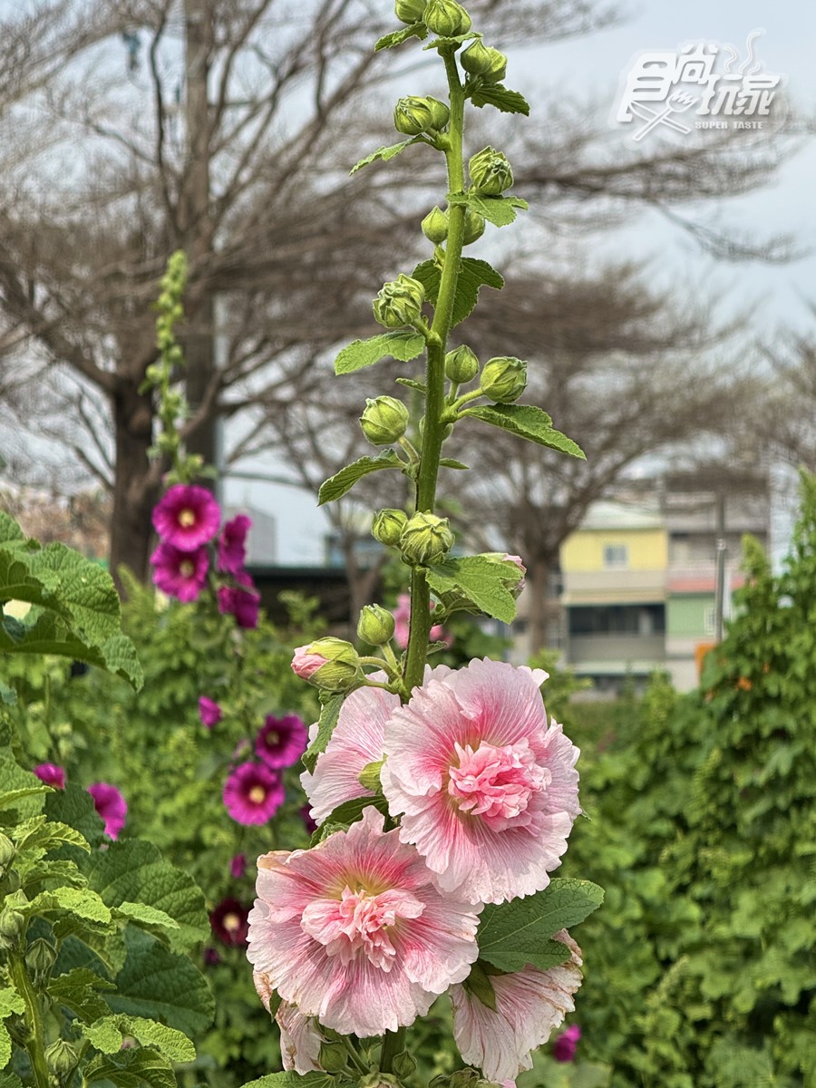 美拍２公尺高「蜀葵花迷宮」！台南學甲花海節登場，鼠尾草、向日葵花田盛開