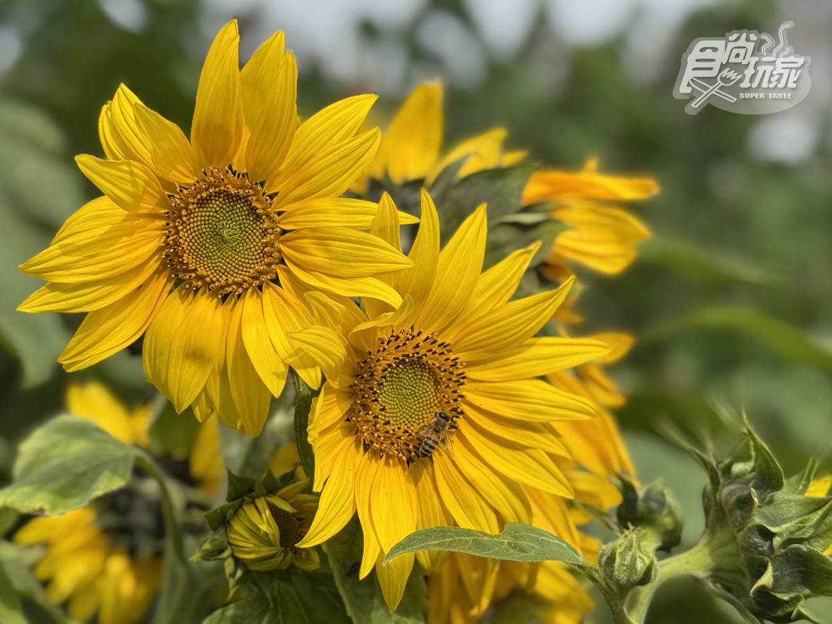 美拍２公尺高「蜀葵花迷宮」！台南學甲花海節登場，鼠尾草、向日葵花田盛開